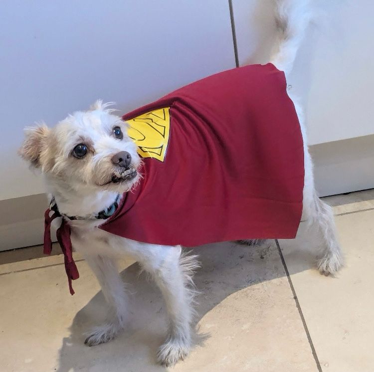A small fluffy white dog with an underbite dressed in a red Superman cape, resembling Krypto the Superdog 