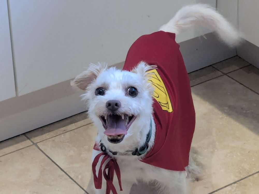 A small fluffy white dog with an underbite dressed in a red Superman cape, resembling Krypto the Superdog 