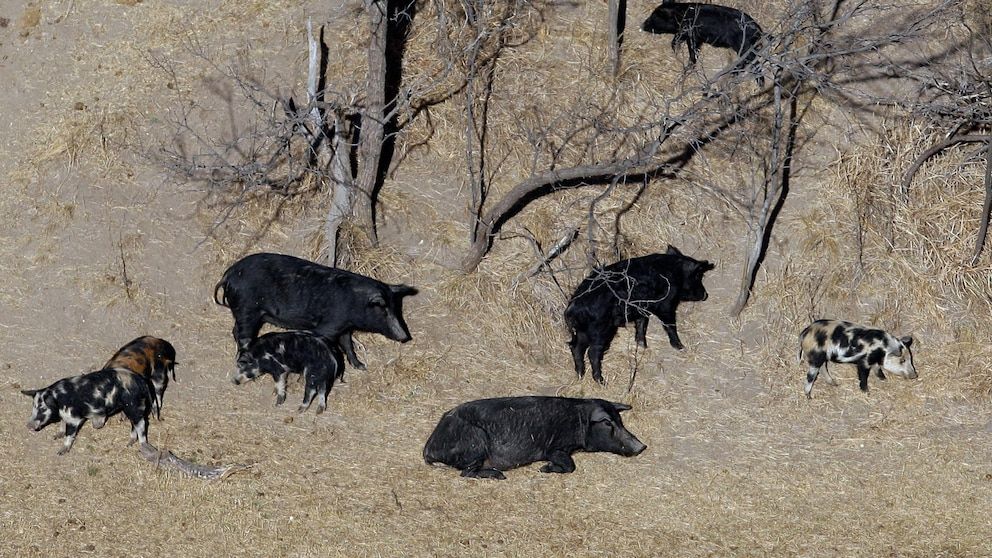 Exploding wild pig population on western Canadian prairie threatens to invade US