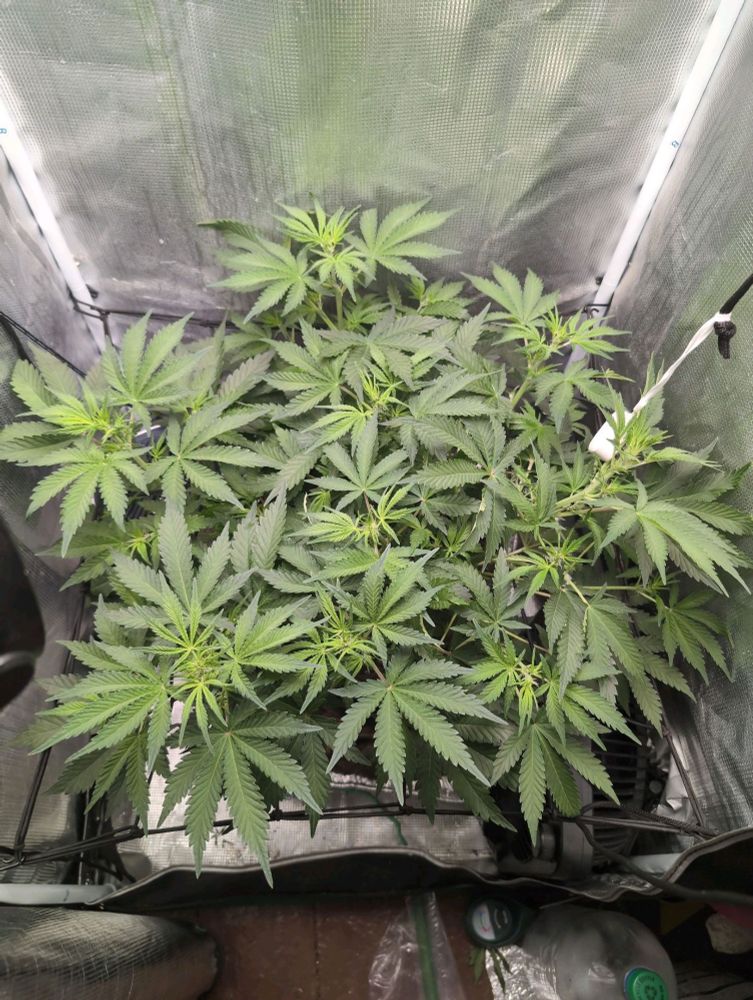 Another photo of a vibrant 51 day old Strawberry Banana Cannabis Plant. You can see all the preflowering bud sites. This one is taken from the view more above then the side like the first photo.