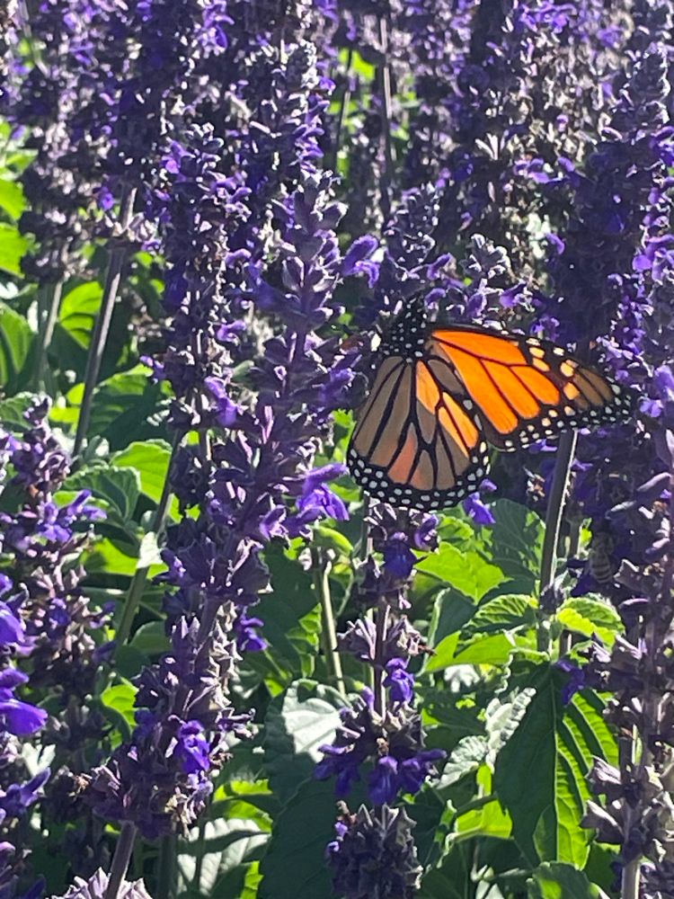 Side view of a monarch butterfly perched on a stalk of small purple flowers, backlit by the sun. 