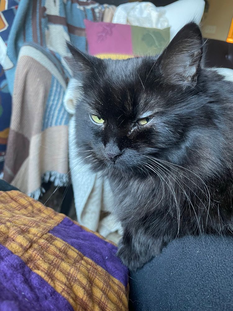 A long-haired black cat gives the camera some serious side-eye from her perch on the photographer’s lap. She is regal and unimpressed. 