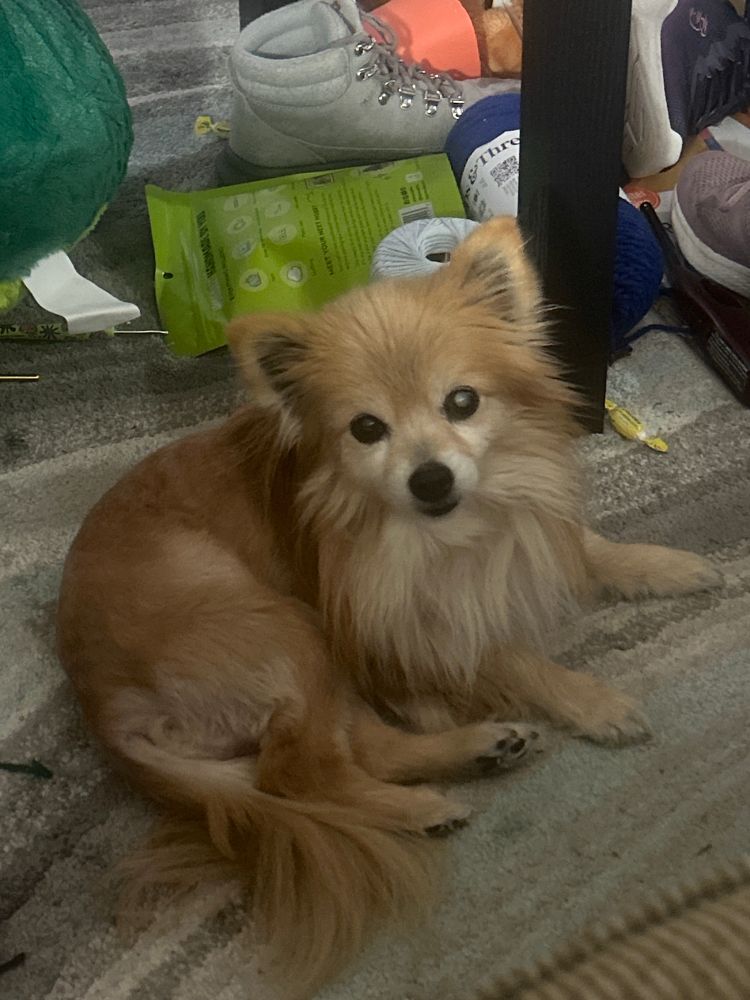 My dog Ollie, sitting on the rug in the living room. 