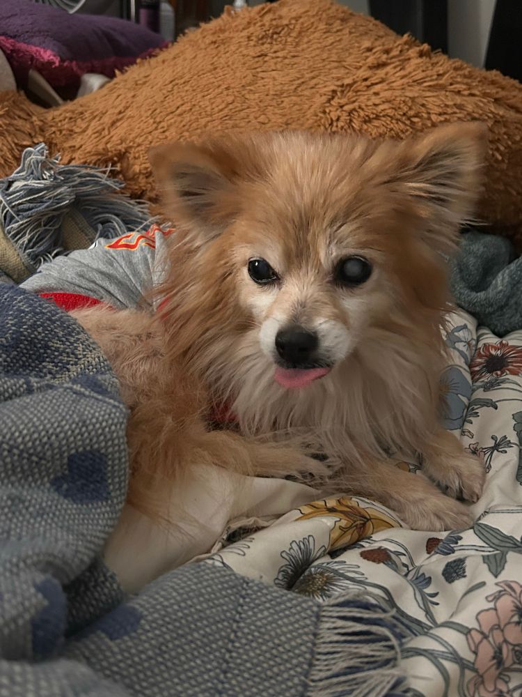 Ollie wearing a chiefs jersey 