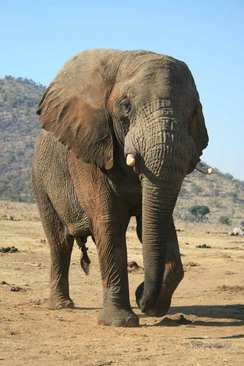 A photo of a male African elephant walking. 