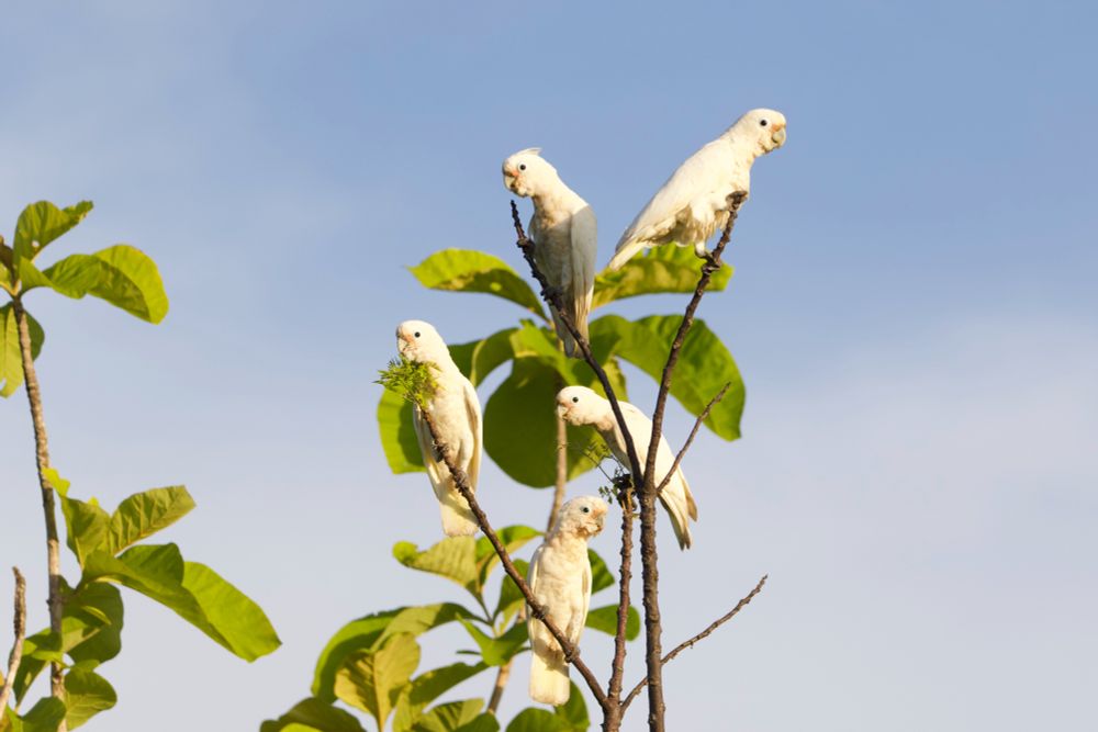 Five white Goffin's cockatoos sit on various branches of a small tree with large green leaves. They have cute, big eyes and quite small beaks. They are about the same size as the leaves. 