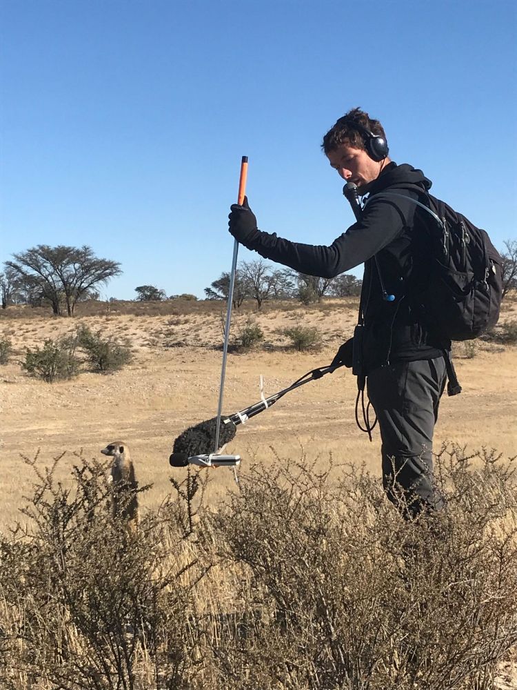 Dr Maxima Garcia is standing in the savannah and holds a large microphone very close to a meerkat. 