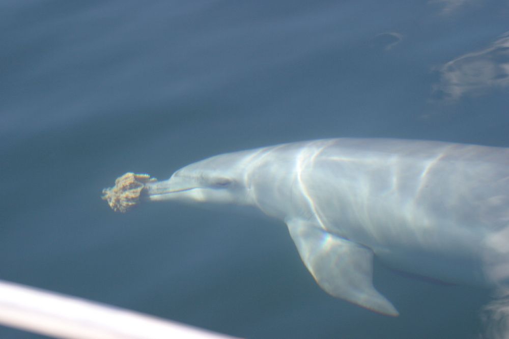 A dolphin carries a sponge in their beak. Photo from this paper: https://www.cell.com/current-biology/fulltext/S0960-9822%2810%2901160-7#fig2 