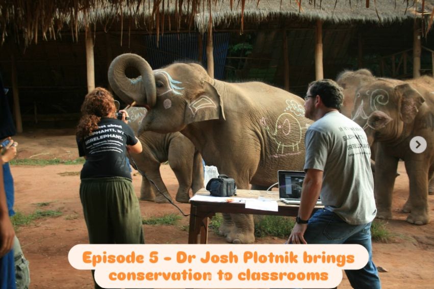 Dr Josh Plotnik coordinates a skype between a school in the USA and elephants in Thailand while Dr Lydia Tiller films. There are 4 Asian elephants, one has its mouth open. 