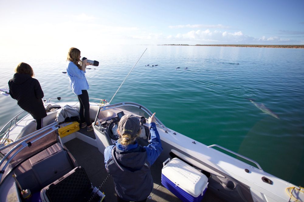 Dr Stephanie King and fellow researchers observe dolphins from a boat. 