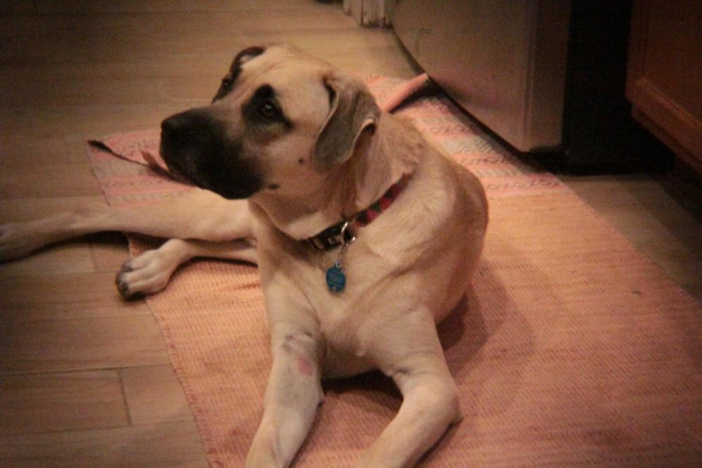 A picture of a dog that only looks like it was taken with a shitty disposable camera.