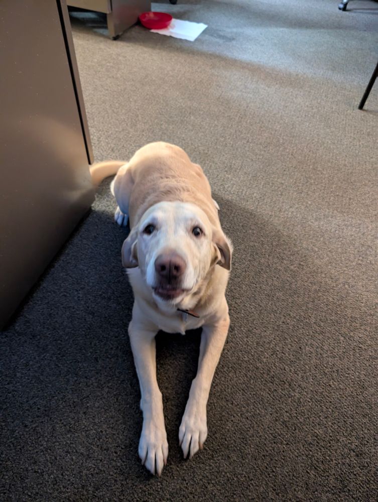 A very good dog.