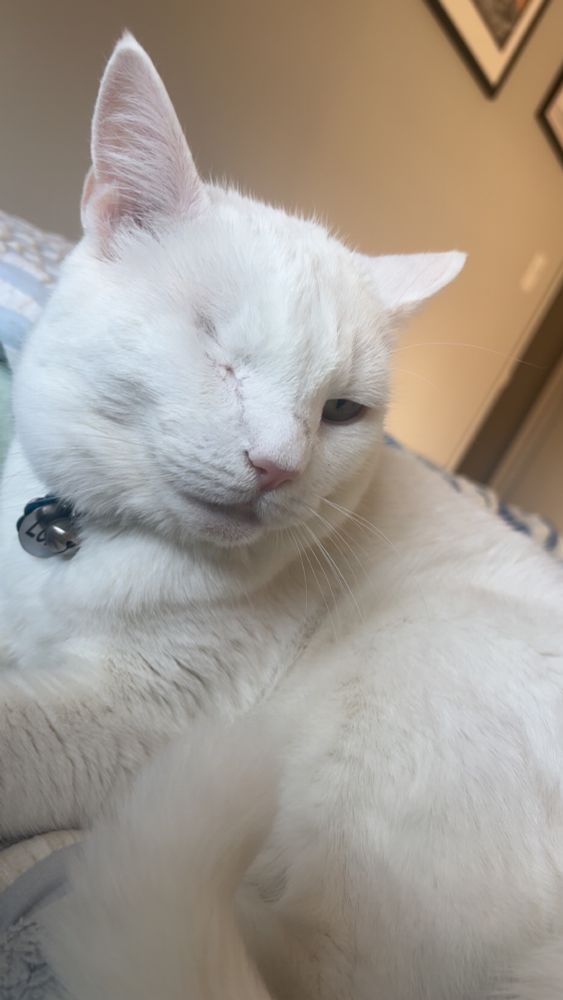A white one-eyed cat laying down on a bed