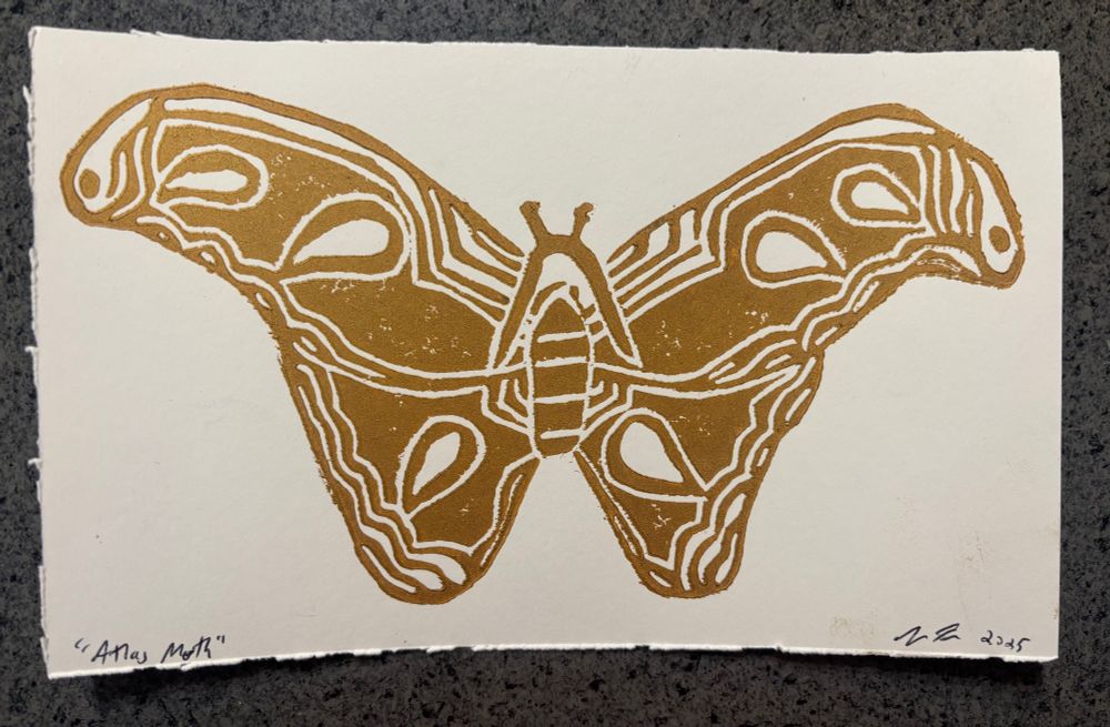 Atlas Moth linocut print in copper ink