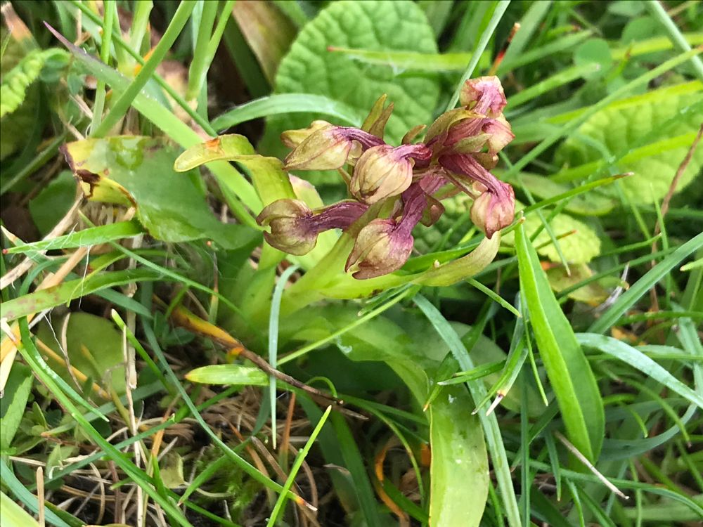 Photo of Frog Orchid in the machair on Vatersay, Outer Hebrides