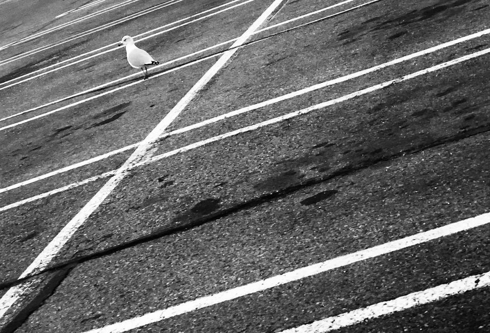 Lines in a parking lot, in black and white with a lonely seagull.