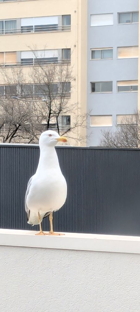 White seagull standing on ledge outside window.