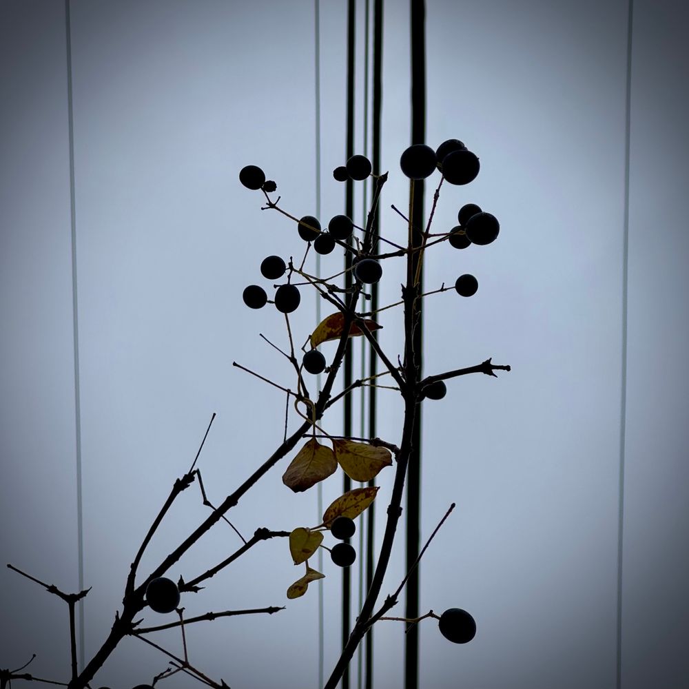 vertical power lines contrasting dry winter branches, leaves, and berries