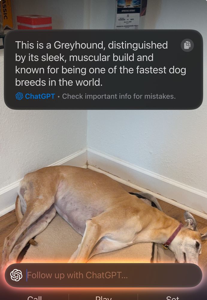 Screen shot of using new apple intelligence features to identify a dogs breed. It correct identifies the subject as a greyhound even though she’s sprawled out on a bed