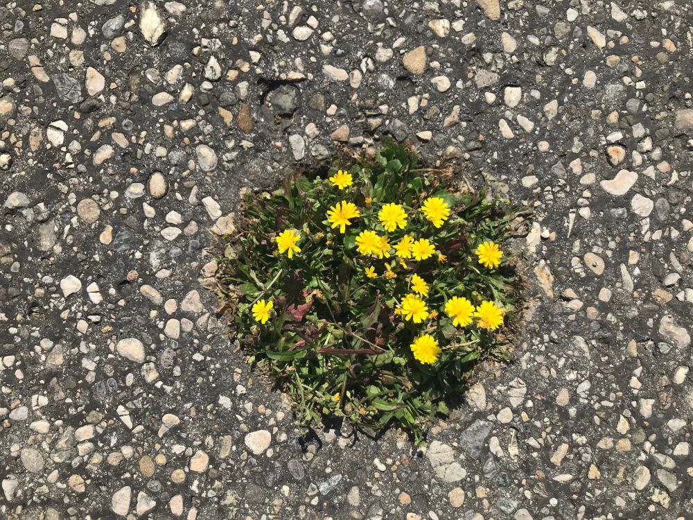 Une plante aux fleurs jaune vif occupe un trou rond dans l’asphalte d’un parking. Gros plan.