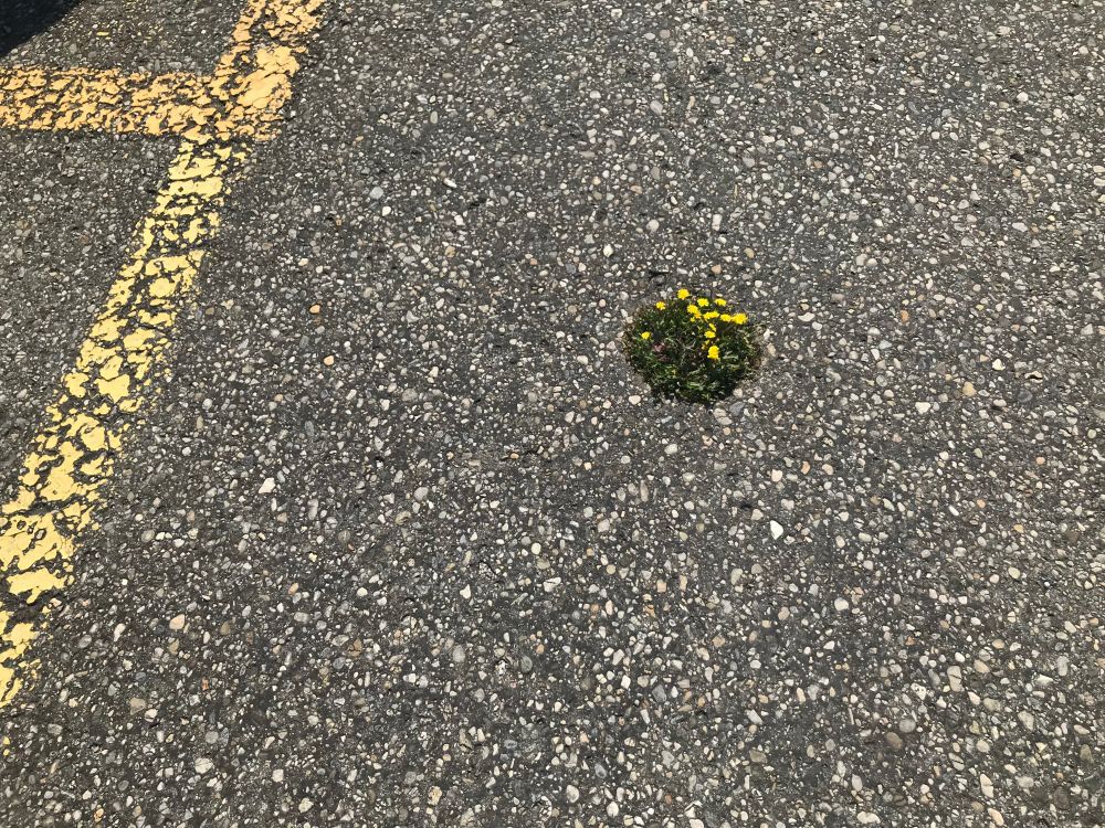 Une plante aux fleurs jaune vif occupe un trou rond dans l’asphalte d’un parking. On distingue une ligne jaune, qui nous donne une idée de la taille du trou (entre dix et quinze centimètres).