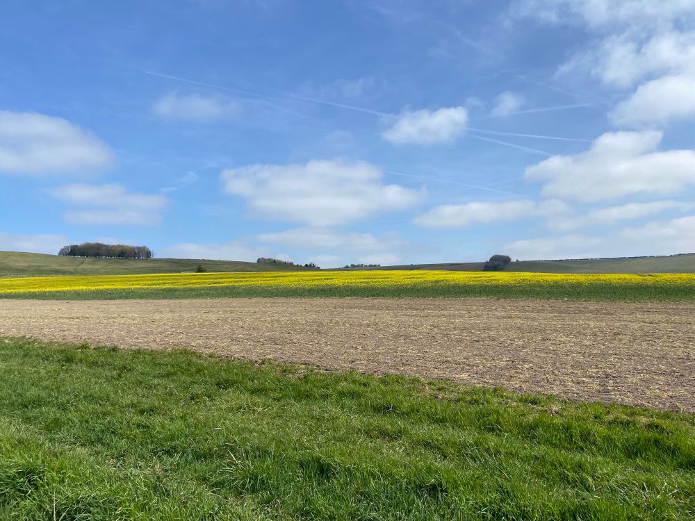 Field of oilseed rape in the distance, under a blue sky with some light clouds.