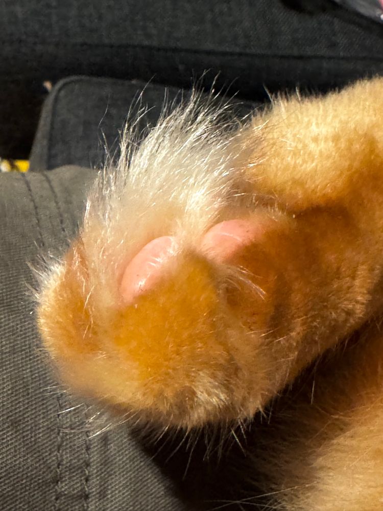 A cat’s paw; deep orange in colour with luxuriant cream fur growing long and deep between his pink toe beans