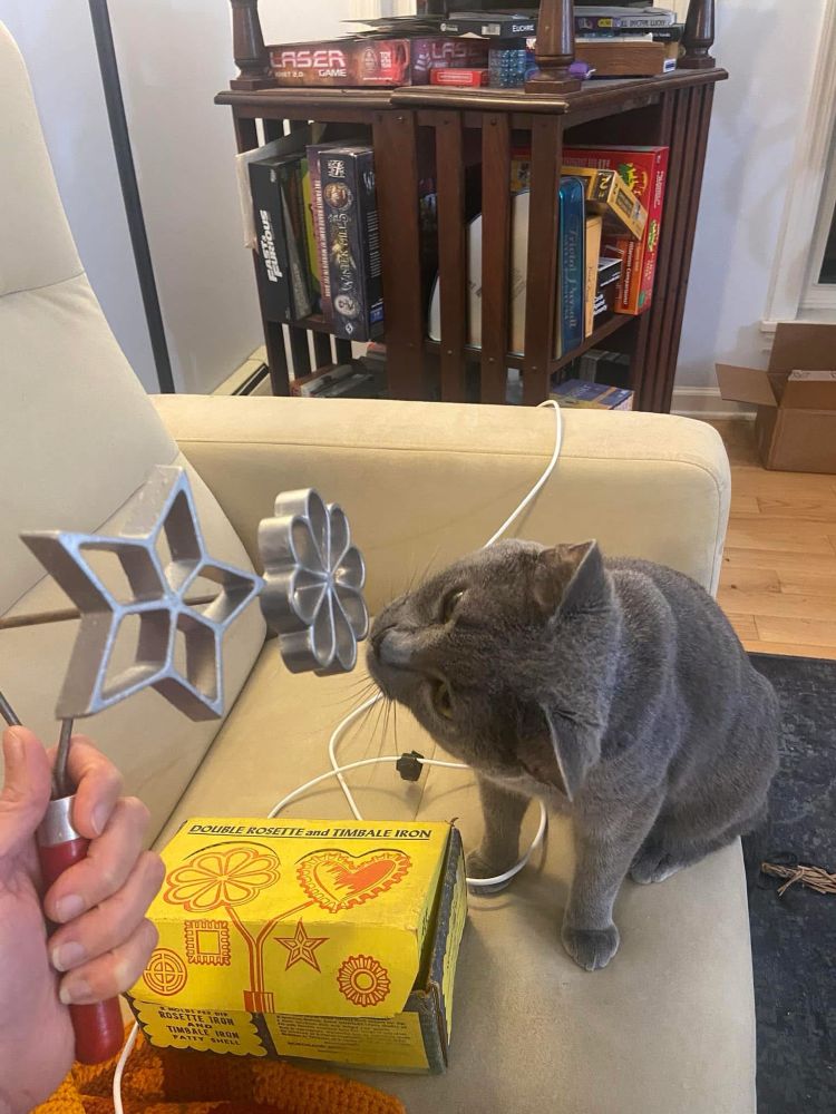 Susu the cat, trying to decide how to eat the rosette iron.