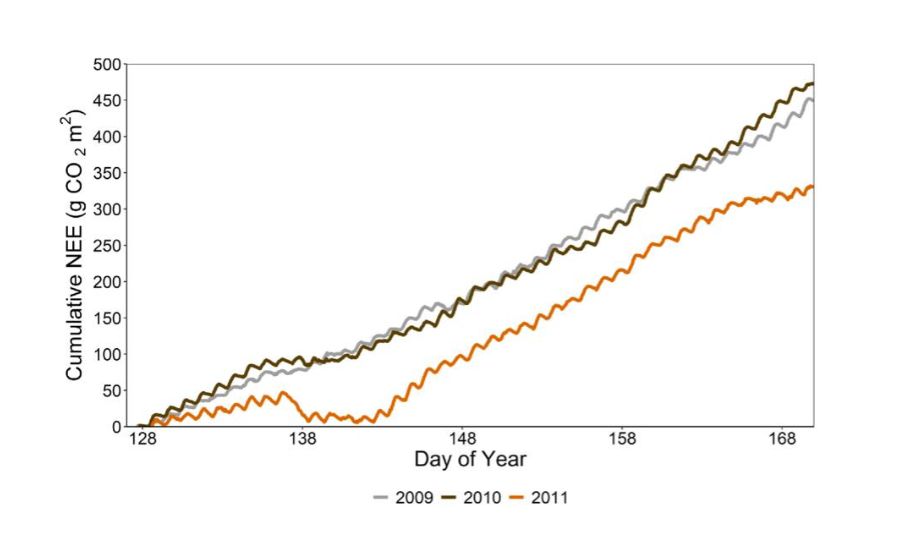 Cumulative Net Ecosystem Exchange (NEE) observed at the eddy covariance tower for DOY 128–168 in years 2009–2011. Note the large decrease around DOY 138 in 2011 due to wildfire smoke.