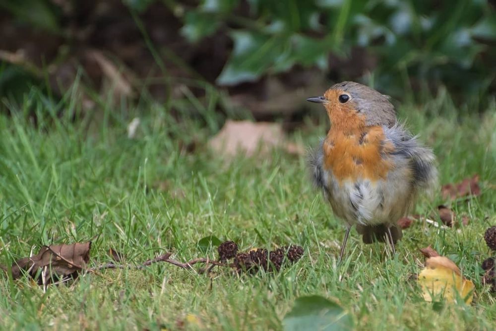 Rotkehlchen auf Rasen bei Windstärke 9-10