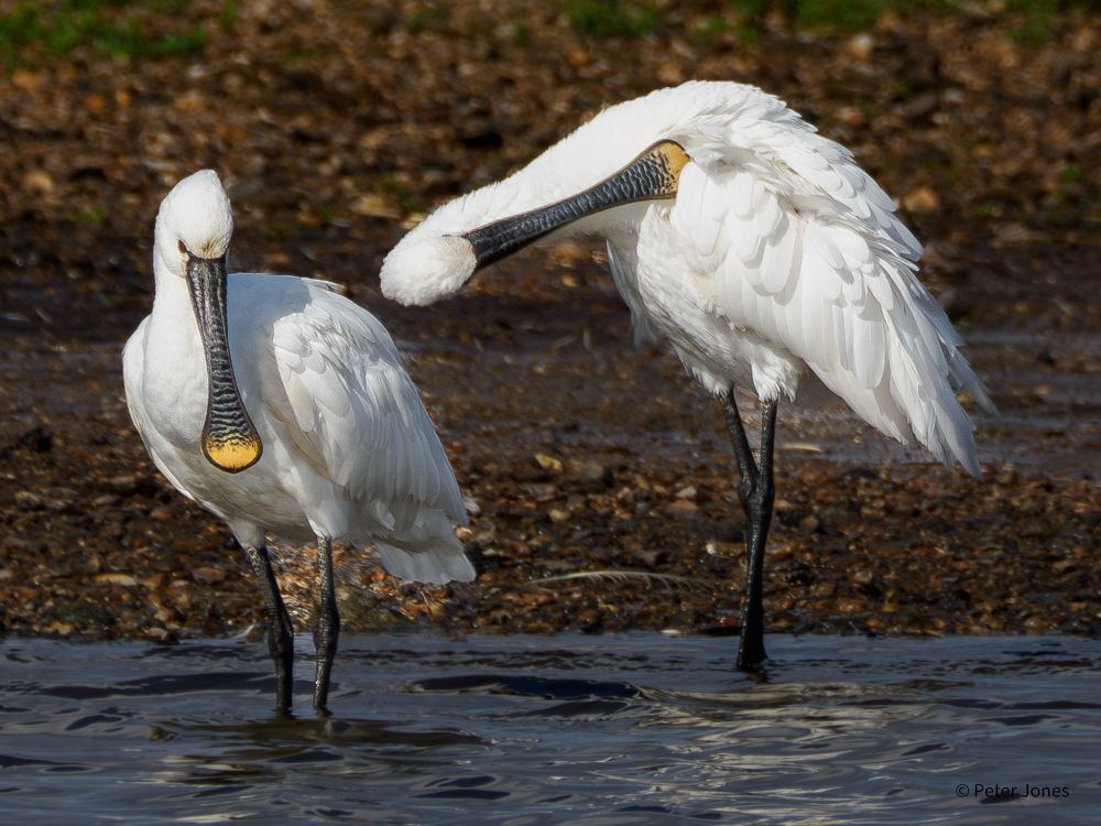 Spoonbills at Keyhaven Lagoon