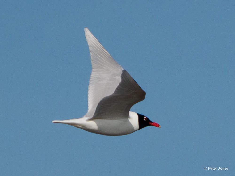 Adult Summer Mediterranean Gull in flight