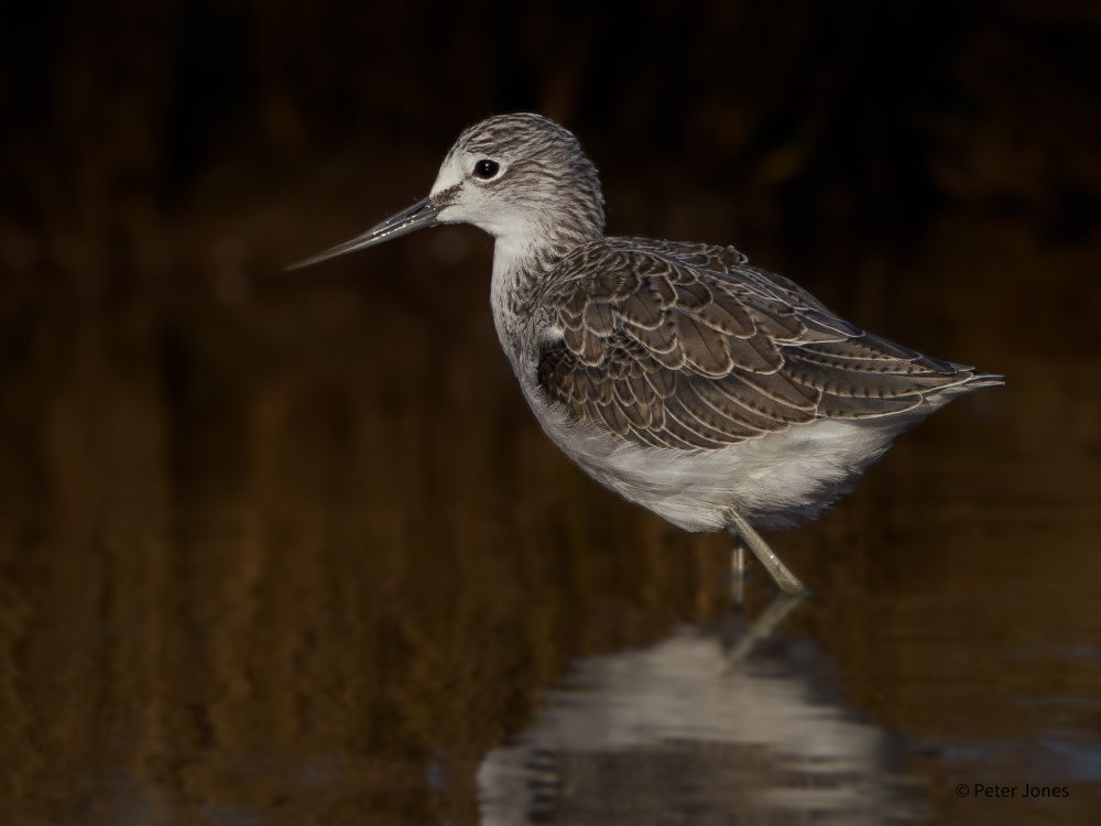 Greenshank wading in lagoon