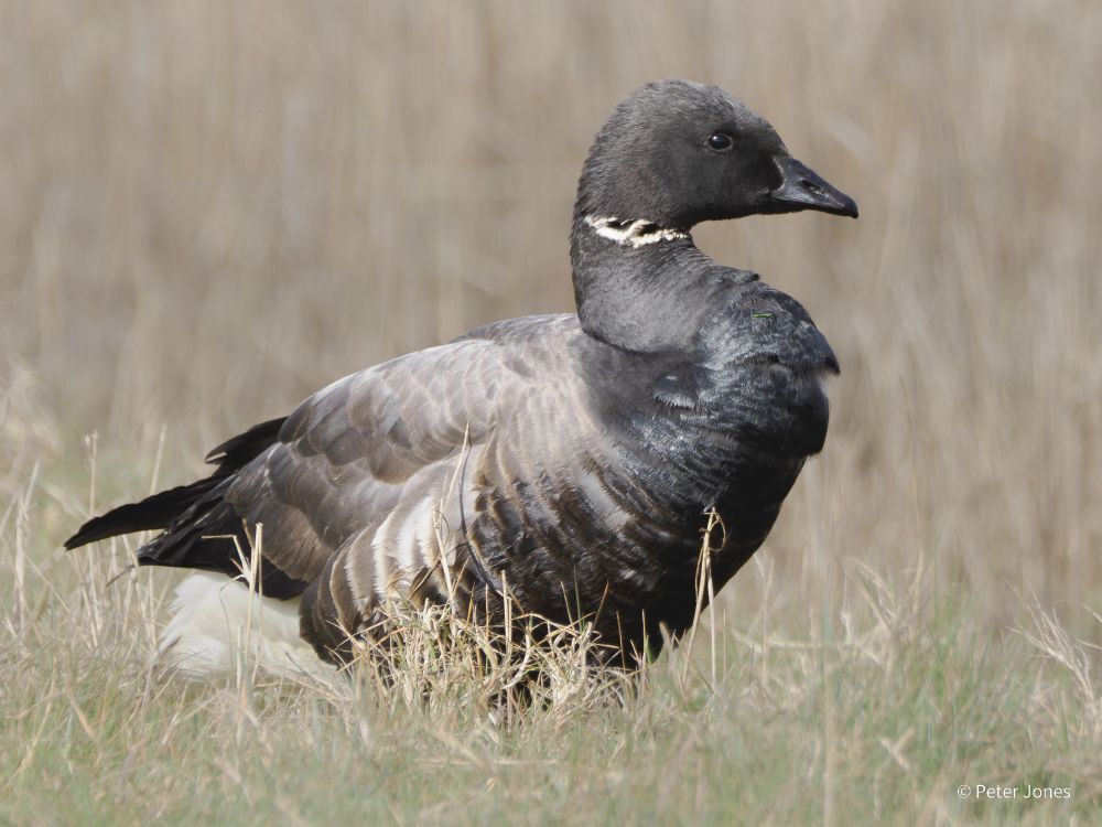 Dark Bellied Brent Goose very close to footpath