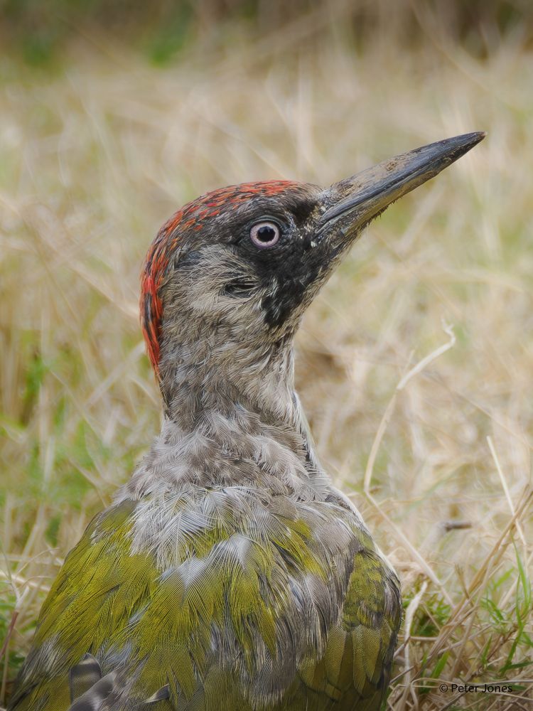 Close up of a moulting Green Woodpecker