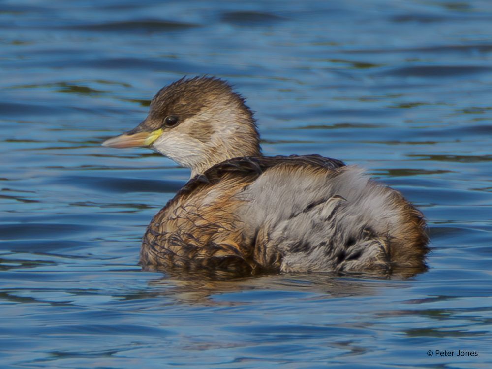 Little Grebe in between dives