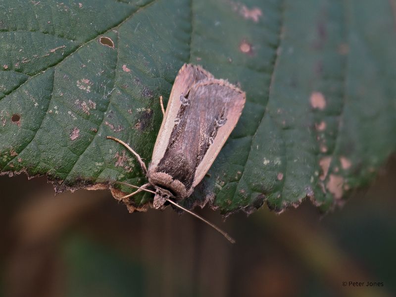 Radford's Flame Shoulder. A continental moth, migrating to UK shores on suitable Autumn winds.