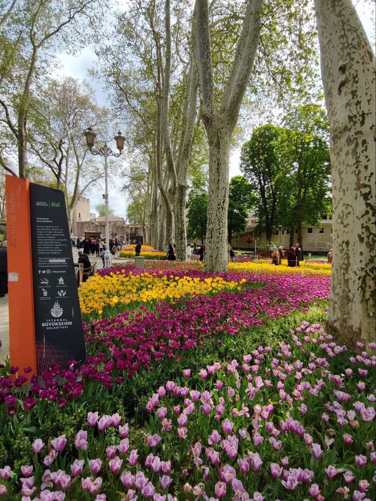Tulipes1