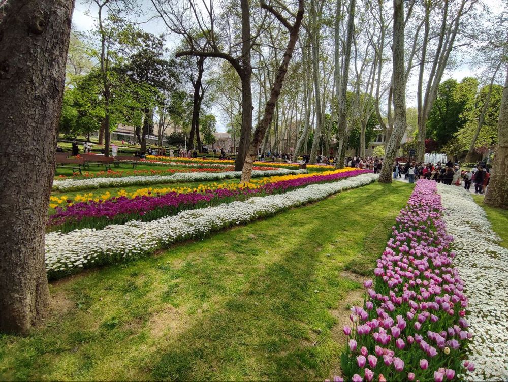 Tulipes 2