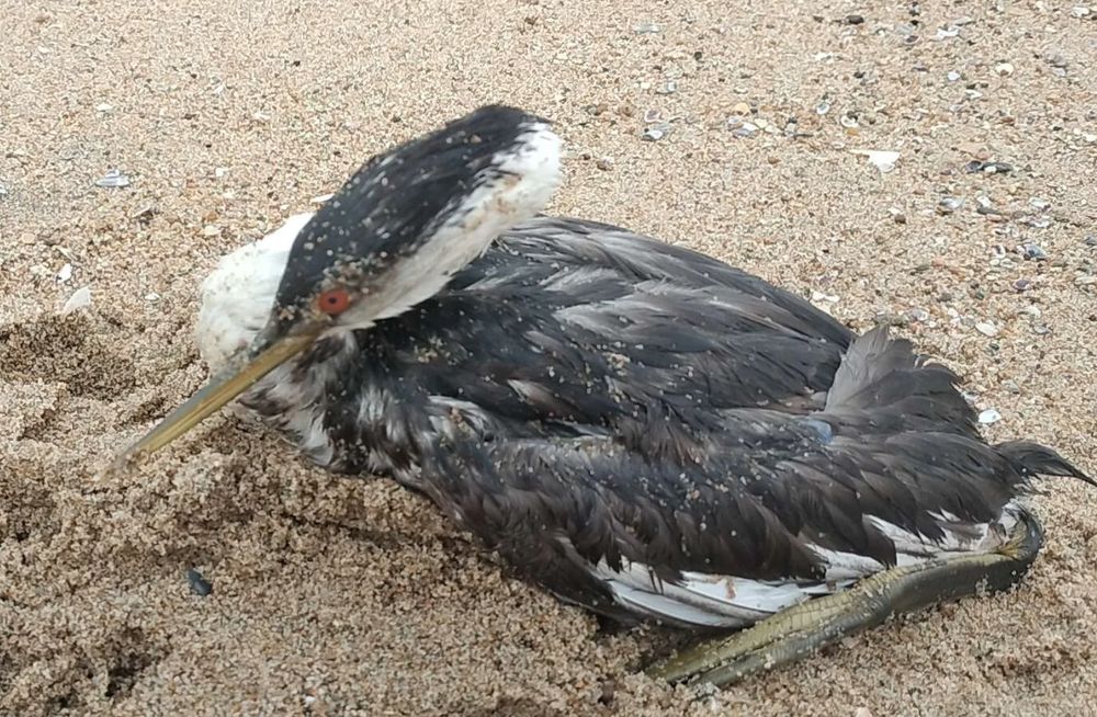 A struggling beached western grebe, after getting bullied by a gull and after a back & forth on where to take it. A very kind passerby helped guide us to the proper wildlife facility to help. Hope it's alright, or at least not suffering much now...