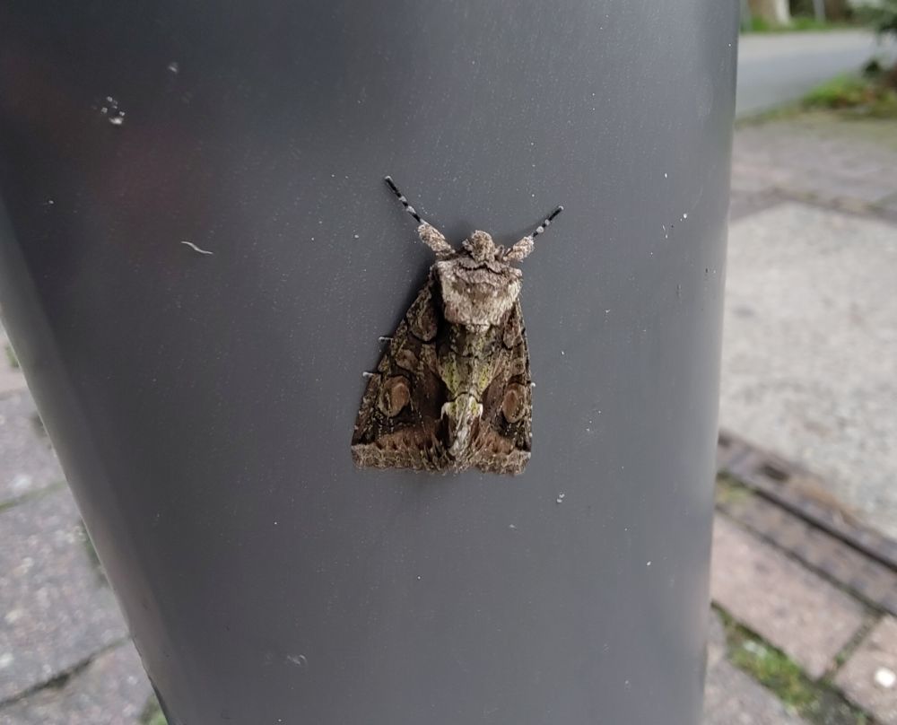 A big brown moth that I can't ID (my wife is the moth-er)