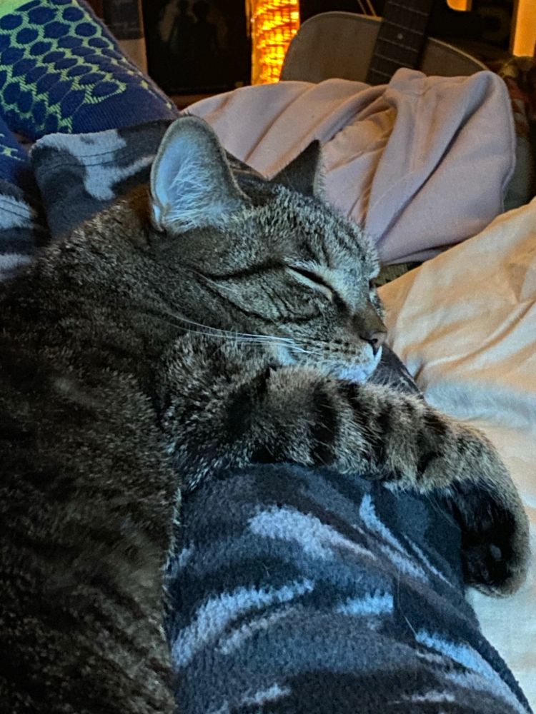 A tabby cat sleeps draped over her human’s leg