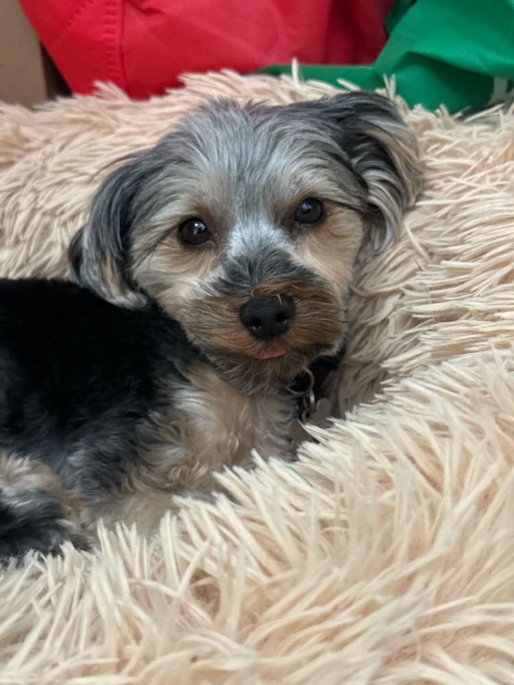 My dog Chloe looking sleepy in her bed, staring at the camera with her tongue partially sticking out