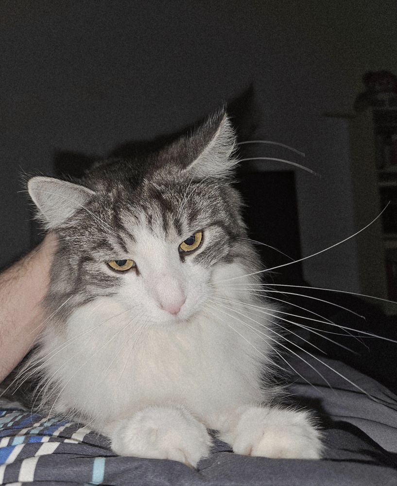 Photo of a norwegian forest cat laying on my chest while i am snuggled under the blanket in bed. 