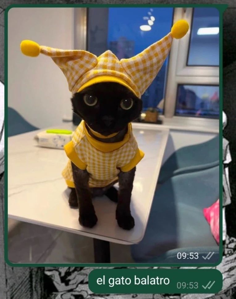 print de uma conversa no whatsapp, a pessoa mandou uma foto de um gatinho vestido com uma roupinha amarela que parece um coringa/palhaço. em baixo uma mensagem escrito "el gato balatro"