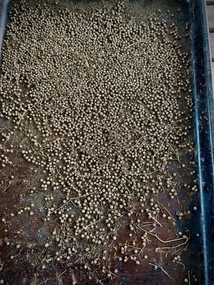 Final product of coriander seed