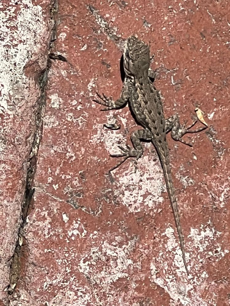 Teensy weensy bebee lizard