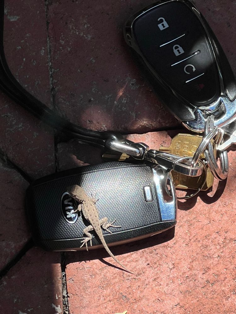 Teensy weensy bebbee lizard crawling on my 2 1/2 inch long key-fob for scale