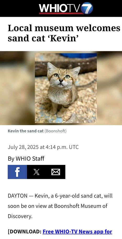 A screenshot of an online article from WHIOTV with the headline Local museum welcomes sand cat 'Kevin'. Below the headline is a picture of an earnest looking sand cat looking into the camera. Sand cats look a lot like small domestic cats and are tan in color with dark markings around the eyes.