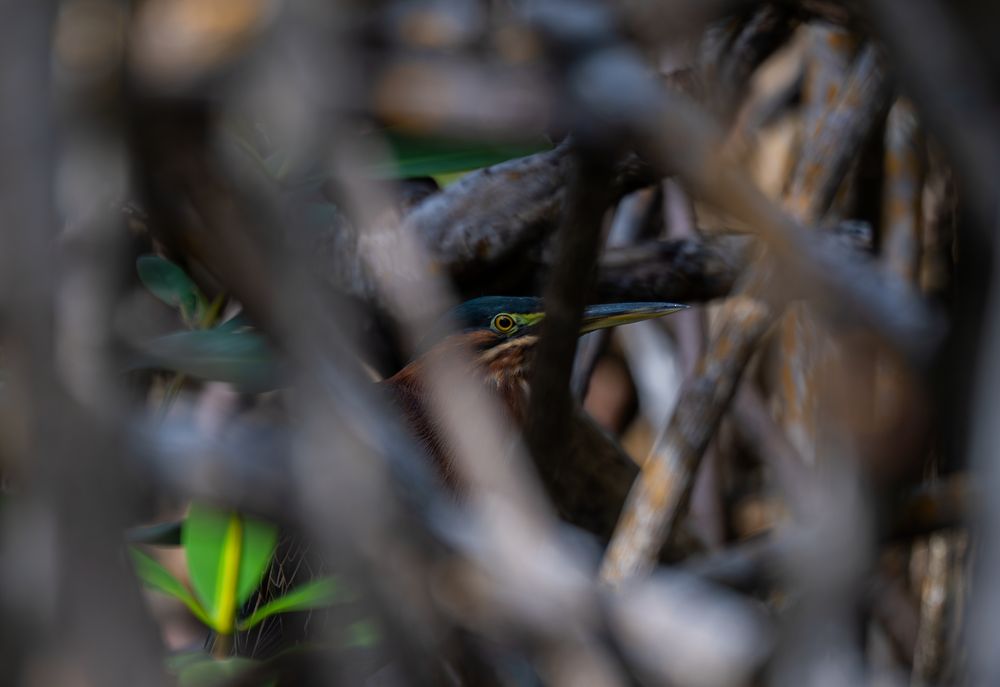 héron vert au milieu des branches de palétuvier 